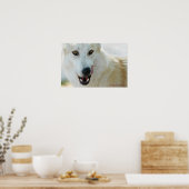 Arctic Wolf Poster (Küche)