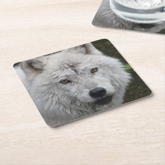 Arctic Wolf Untersetzer (angewinkelt)