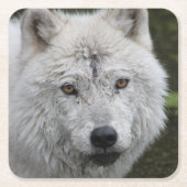 Arctic Wolf Untersetzer (Vorderseite)