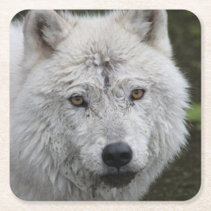 Arctic Wolf Untersetzer