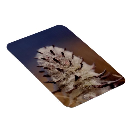 Arctic Wooly Lousewart Wildblume Kühlschrank Magnet (Rechte Seite)