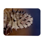 Arctic Wooly Lousewart Wildblume Kühlschrank Magnet (Horizontal)