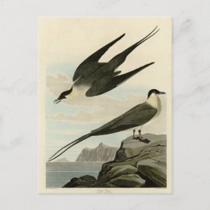 Arctic Yager (Jager) - Audubons Vögel von Amerika Postkarte