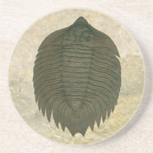 Arctinrus Boltoni Fossil Trilobite Sandstein Untersetzer