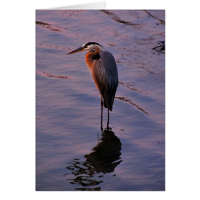 Ardea herodias (Vorne)