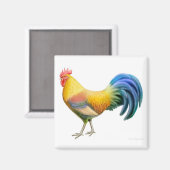 Ardenner Rooster Square Magnet (Vorderseite/Rückseite)