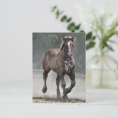 Ardennes foal postkarte (Stehend Vorderseite)