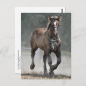 Ardennes foal postkarte (Vorne/Hinten)