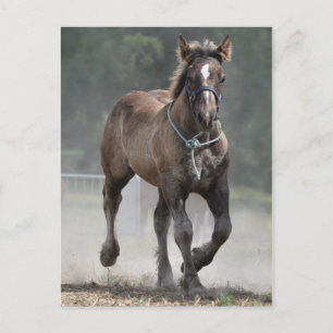 Ardennes foal postkarte