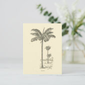 Arec, Palmbaumtyp Postkarte (Stehend Vorderseite)