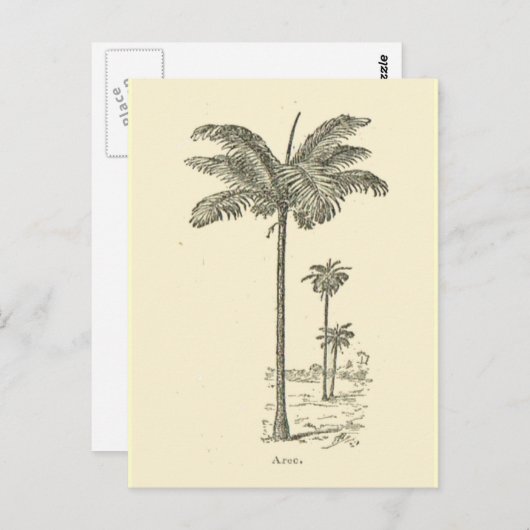 Arec, Palmbaumtyp Postkarte (Vorne/Hinten)