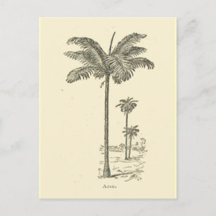 Arec, Palmbaumtyp Postkarte