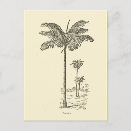 Arec, Palmbaumtyp Postkarte (Vorderseite)