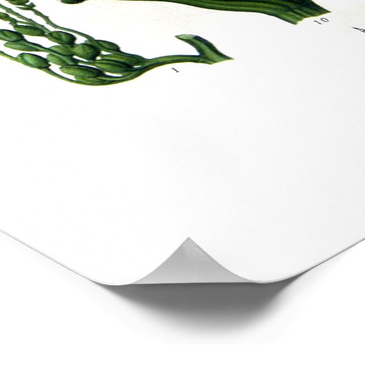 Areca catechu (Betelnuspalme) Poster (Ecke)