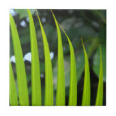 Areca Palm Frond Fliese (Vorderseite)