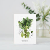 Arenga sacchifera postkarte (Stehend Vorderseite)