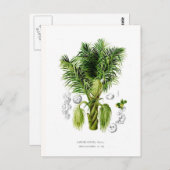 Arenga sacchifera postkarte (Vorne/Hinten)
