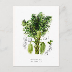 Arenga sacchifera postkarte