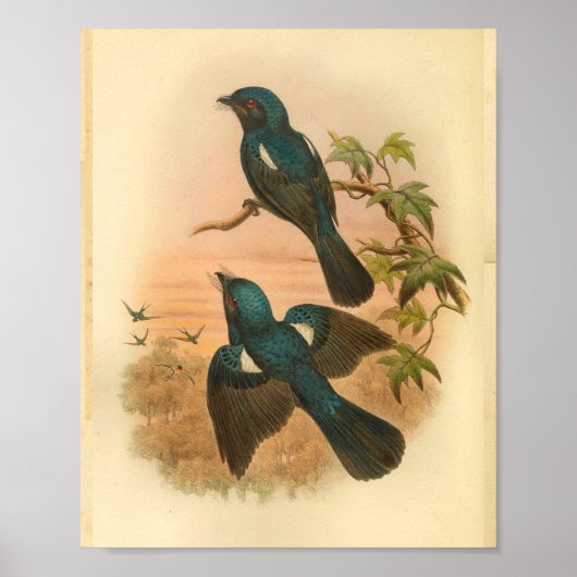 Arfak Drongo Blue Vintag Cat Bird Print Poster (Vorne)