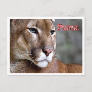 Argentina - Puma - Postkarte
