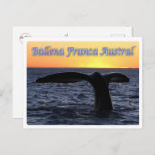 Argentinien - Ballena franca austral - Postkarte (Vorne/Hinten)
