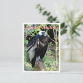 Argentinien - Condor Andino - Postkarte (Stehend Vorderseite)