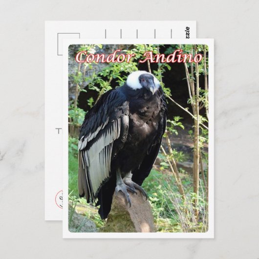 Argentinien - Condor Andino - Postkarte (Vorne/Hinten)