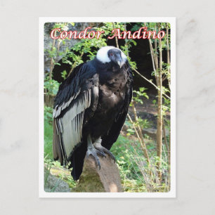 Argentinien - Condor Andino - Postkarte