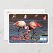 Argentinien - Flamencos de la puna - Postkarte (Vorne/Hinten)