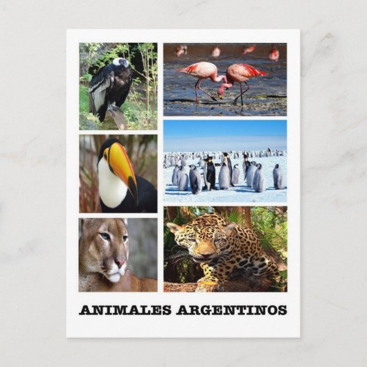 Argentinien - Mosaico Animales Argentinos Postkarte (Vorderseite)