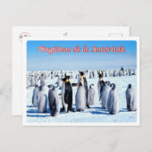 Argentinien - Pingüinos de la Antártida - Postkarte (Vorne/Hinten)