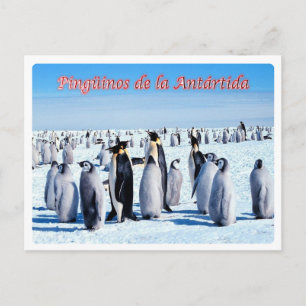 Argentinien - Pingüinos de la Antártida - Postkarte
