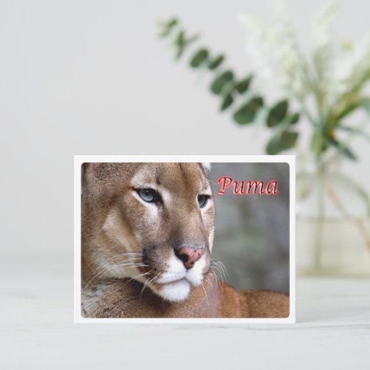 Argentinien - Puma - Postkarte (Stehend Vorderseite)