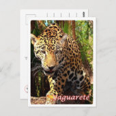 Argentinien - Yaguareté - Postkarte (Vorne/Hinten)