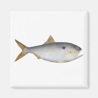 Argentinische Menhaden Magnet