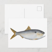 Argentinische Menhaden Postkarte (Vorne/Hinten)