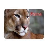 Argentinische Puma - Magnet (Horizontal)