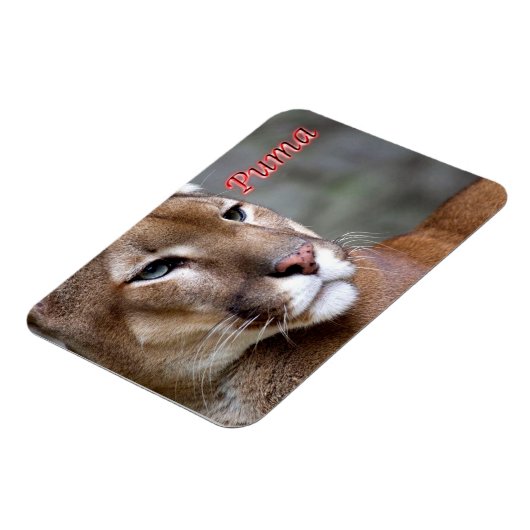 Argentinische Puma - Magnet (Linke Seite)