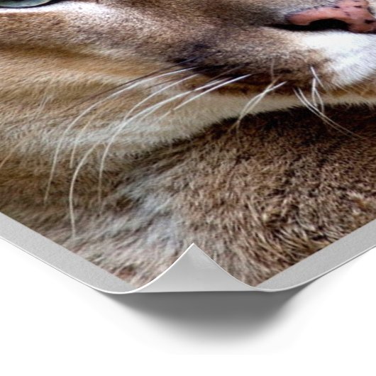 Argentinische Puma - Poster (Ecke)