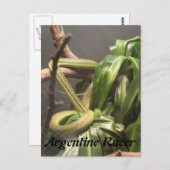 Argentinische Racer Snake Postkarte (Vorne/Hinten)