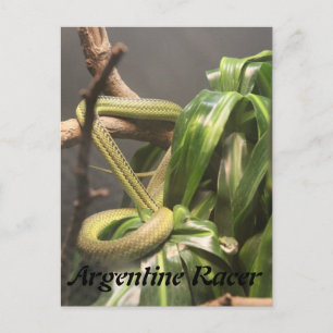 Argentinische Racer Snake Postkarte