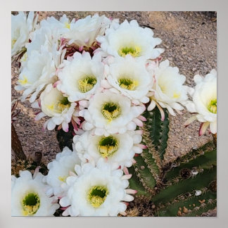 Argentinische Saguaro-Blume Poster