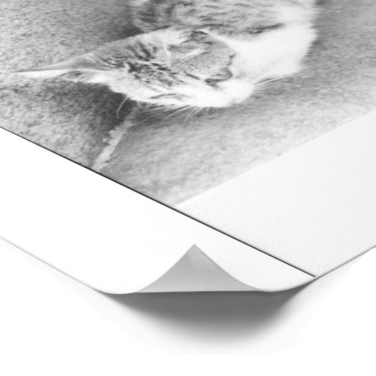 Argentinischer Katzenkatze Poster (Ecke)