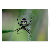 Argiope bruennichi (Vorderseite (Horizontal))
