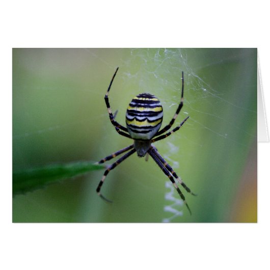 Argiope bruennichi (Vorderseite (Horizontal))