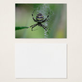 Argiope bruennichi (Vorne & Hinten)
