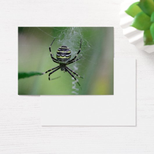 Argiope bruennichi (Schreibtisch)