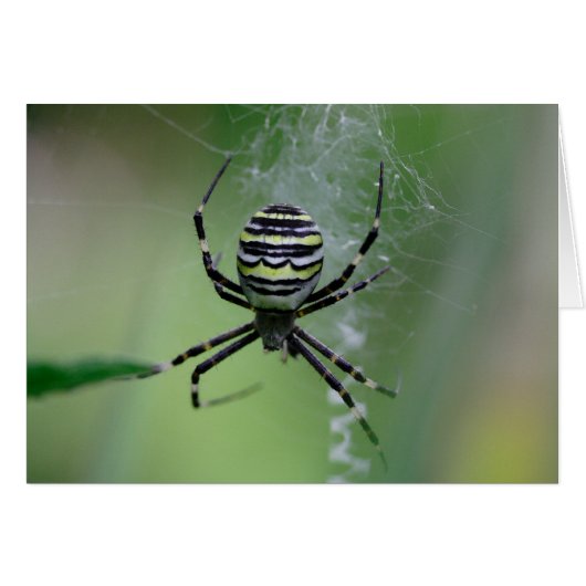 Argiope bruennichi (Vorderseite (Horizontal))