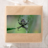 Argiope bruennichi (Insitu)