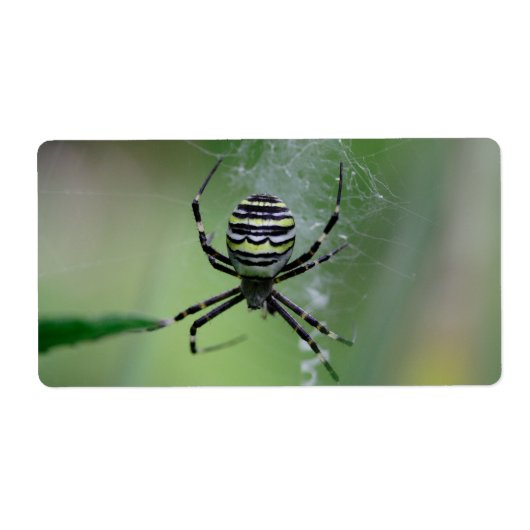 Argiope bruennichi (Vorne)